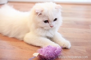 แคทอะฮอลิค คาเฟ่