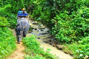 ขี่ช้างล่องไพรเขาสก