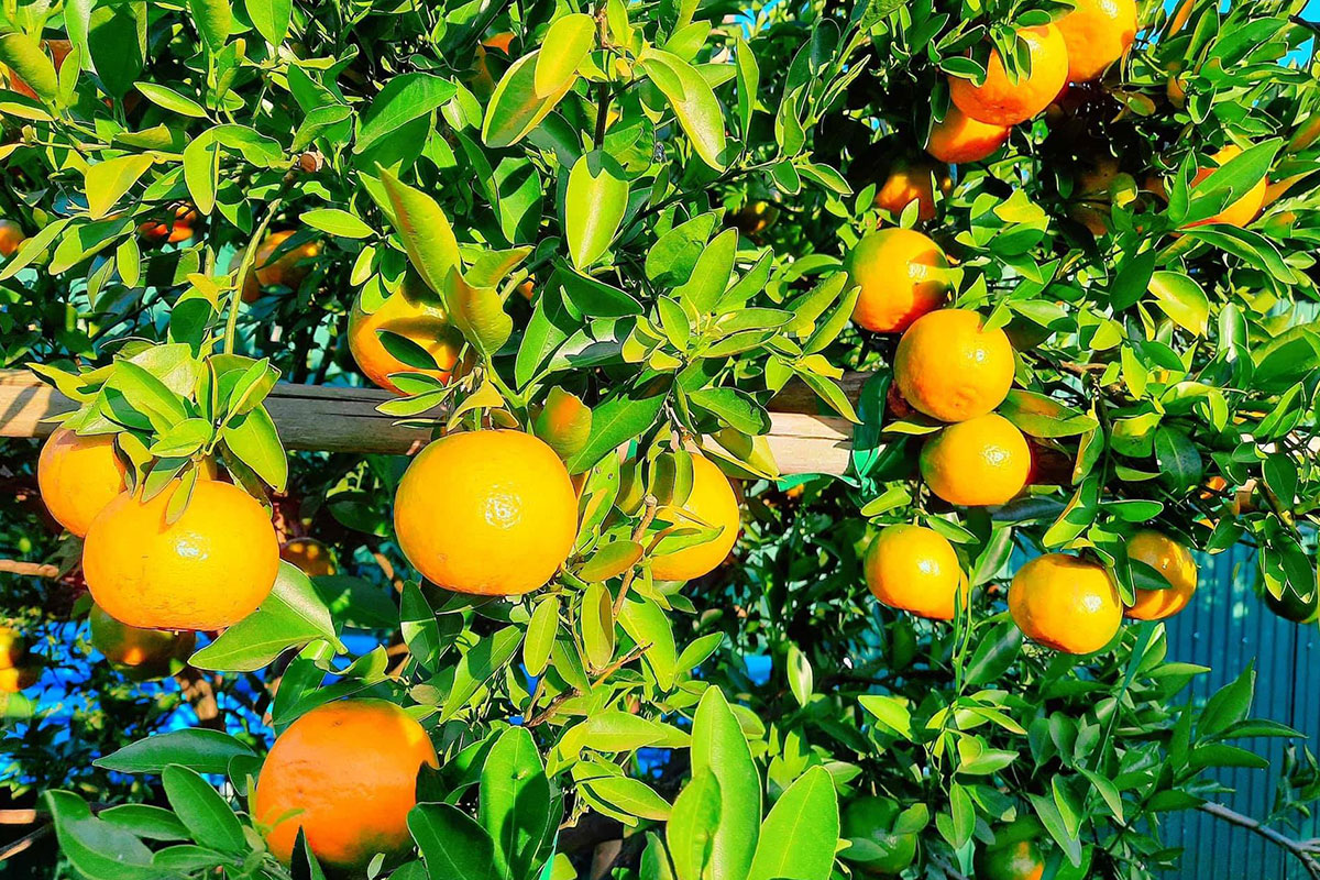 สวนส้มประพันธ์-นพฤทธิ์ - 5 พิกัดที่เที่ยวสวนส้ม   บรรยากาศดี ถ่ายรูปสวย