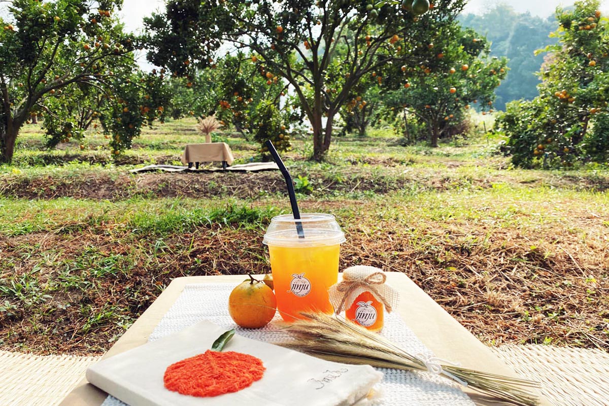 สวนส้มจินจู - 5 พิกัดที่เที่ยวสวนส้ม  บรรยากาศดี ถ่ายรูปสวย