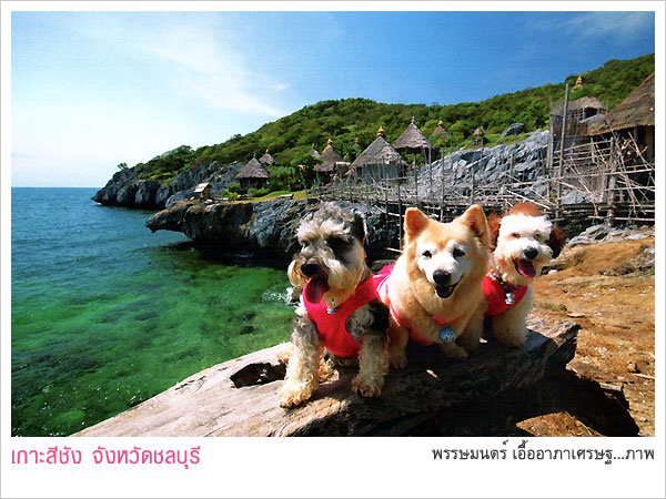 ปารีฮัท เกาะสีชัง ชลบุรี ปารีฮัท เกาะสีชัง ชลบุรี