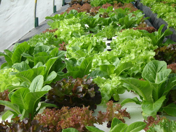 ผลการค้นหารูปภาพสำหรับ ผักออแกนิกคืออะไร