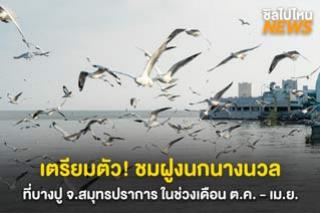 เตรียมตัว! ชมฝูงนกนางนวล ที่บางปู จ.สมุทรปราการ ในช่วงเดือน ต.ค. - เม.ย.