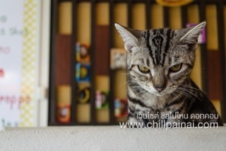 คิตตี้แคทคาเฟ่ คิตตี้แคทคาเฟ่