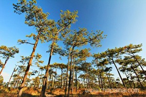 อุทยานแห่งชาติ ภูกระดึง อุทยานแห่งชาติ ภูกระดึง