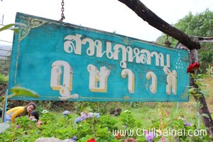 ไร่กุหลาบอุษาวดี