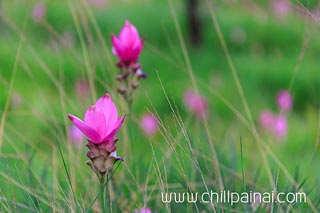อุทยานแห่งชาติป่าหินงาม