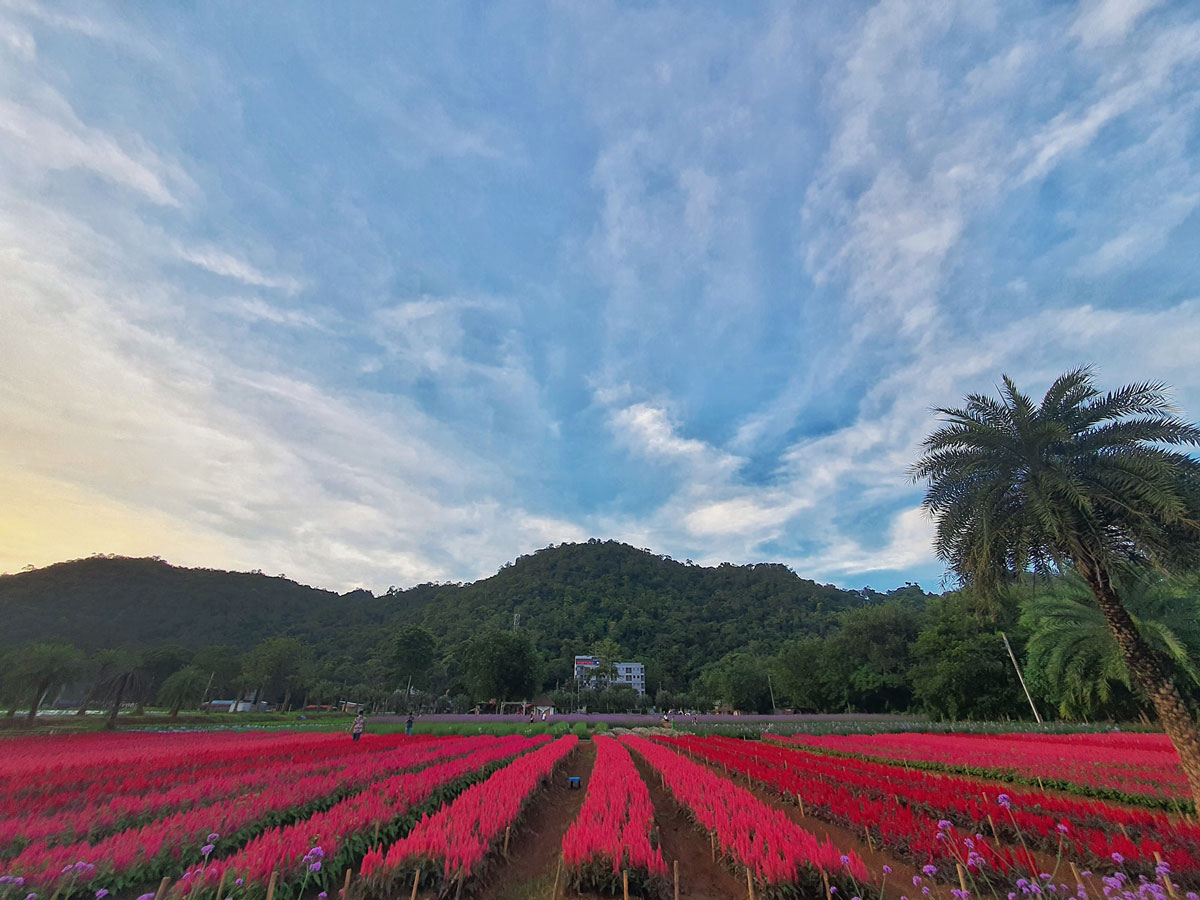 จุดเช็คอินใหม่เขาใหญ่! Hokkaido Flower Park Khaoyai สวนดอกไม้บานสะพรั่ง อ.ปากช่อง จ.นครราชสีมา