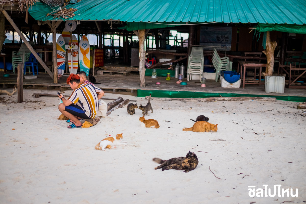 ทริป 3 วัน 2 คืนเที่ยวภูเก็ต ตะลุยหมู่เกาะพีพี เกาะไข่แมว ดำน้ำชมปะการัง  จ่ายคนละ 3,999 บาท