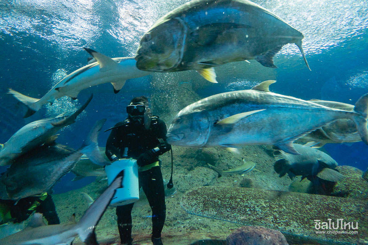  Underwater World Pattaya 
