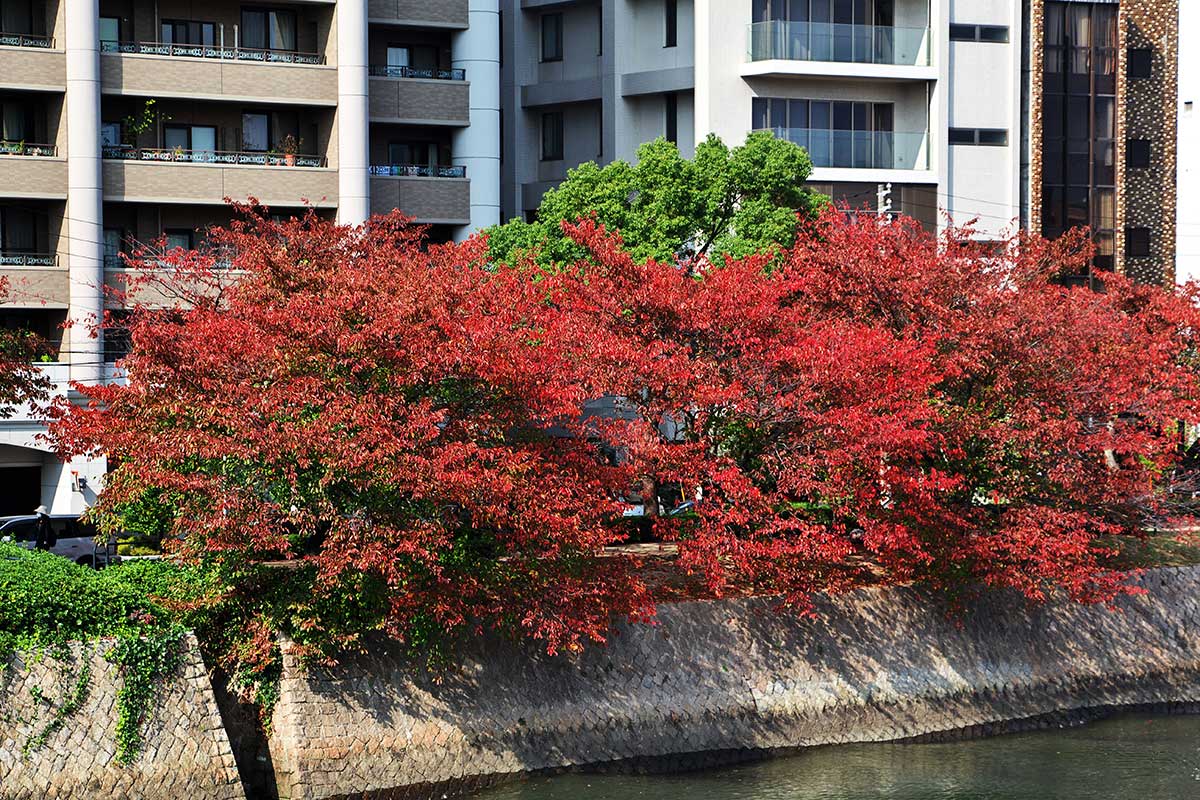 ชี้เป้า 15 สถานที่ชมใบไม้แดงญี่ปุ่น  พร้อมพยากรณ์ใบไม้แดงญี่ปุ่นปี 2022