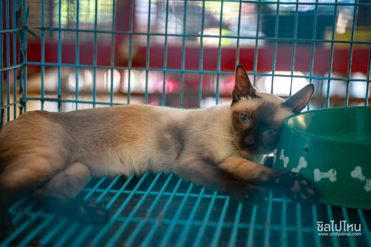 ศูนย์อนุรักษ์แมวไทยโบราณ จังหวัดสมุทรสงคราม (บ้านแมวไทย อัมพวา) 