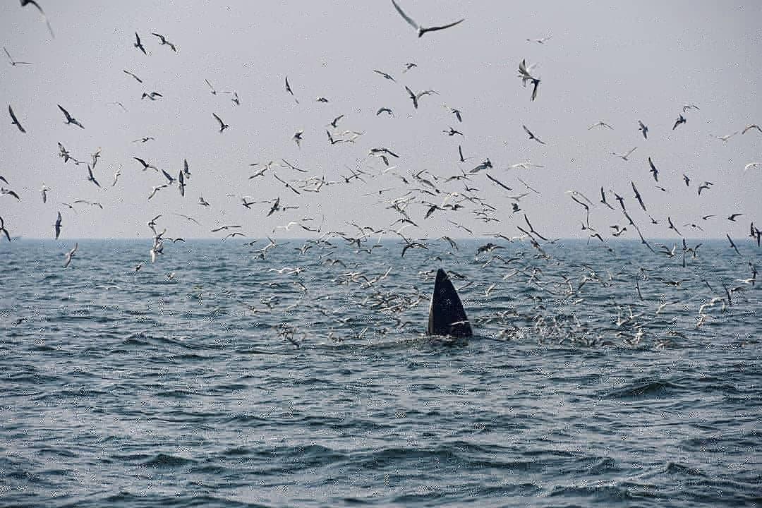 เทศกาลชมวาฬบรูด้า หนึ่งในสัตว์สงวนใกล้สูญพันธุ์