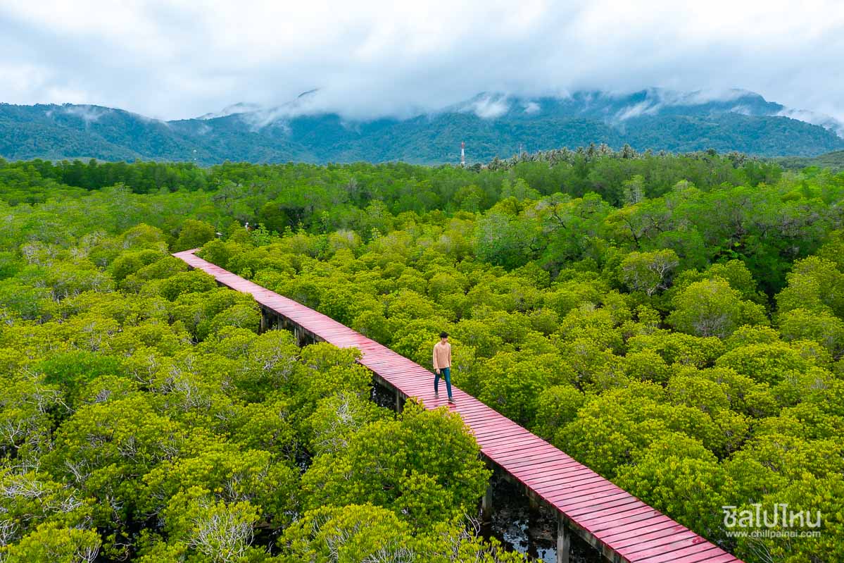 เดินศึกษาธรรมชาติที่ป่าชายเลน บ้านสลักเพชร พร้อมเช็คอินสะพานแดงกลางป่าสีเขียวขจี 