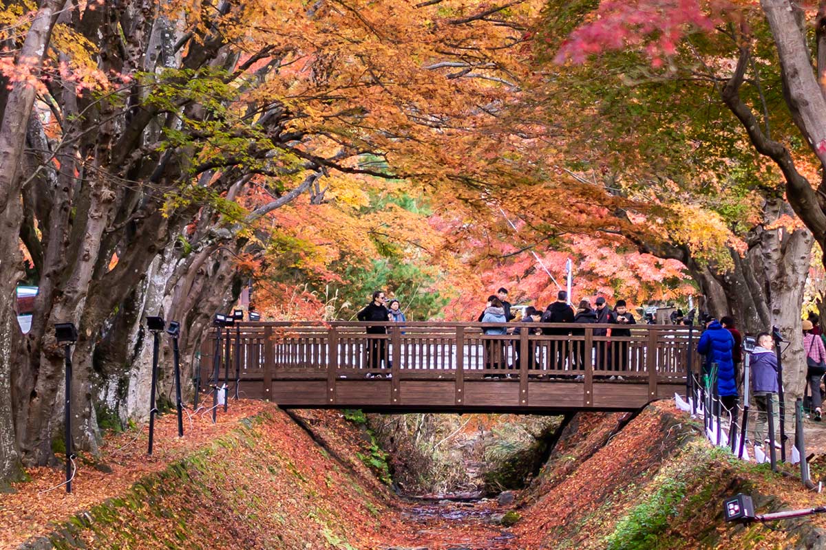 ทริปเที่ยวญี่ปุ่นกับทัวร์ เส้นทาง โตเกียว ฟูจิ คาวาโกเอะ  5 วัน 3 คืน ชมใบไม้เปลี่ยนสี ปี 2022 เริ่ม 29,888 บาท