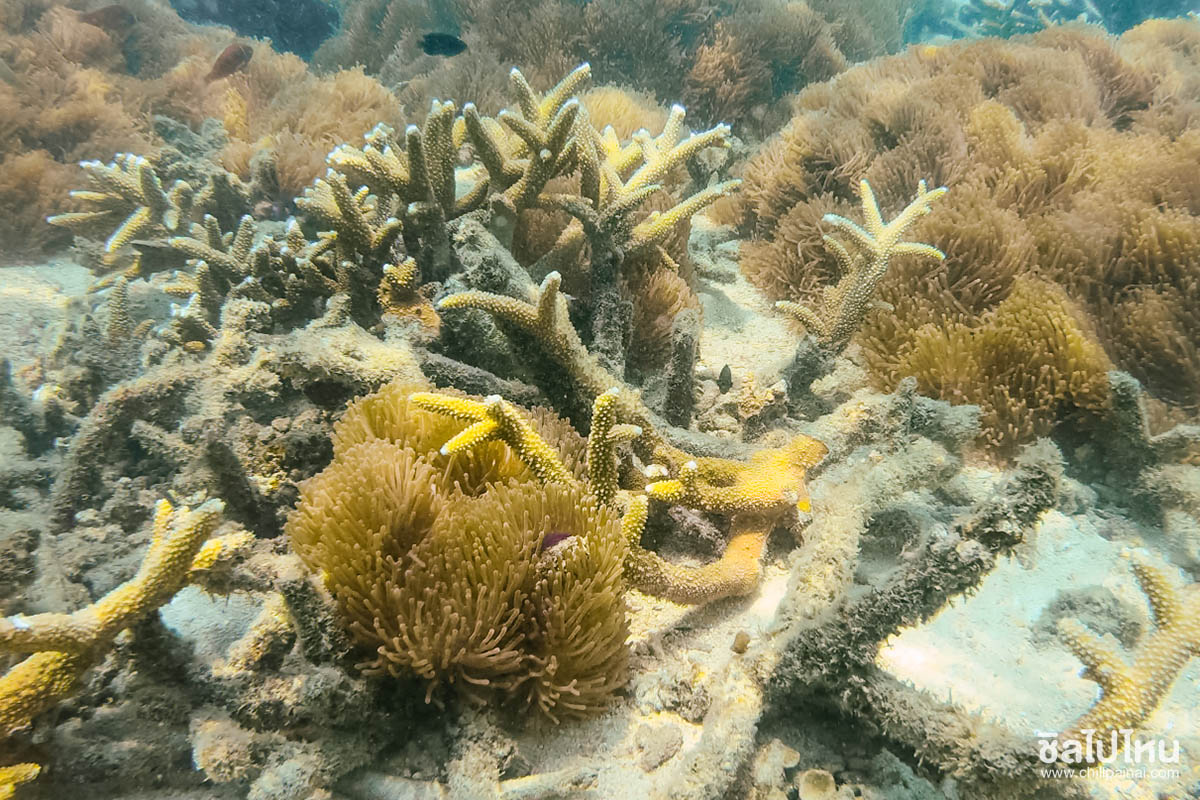 One Day trip ตะลุยเลาะเกาะขาม ดำน้ำดูปะการังทักทายปลานีโม่ อัพเดท 2019