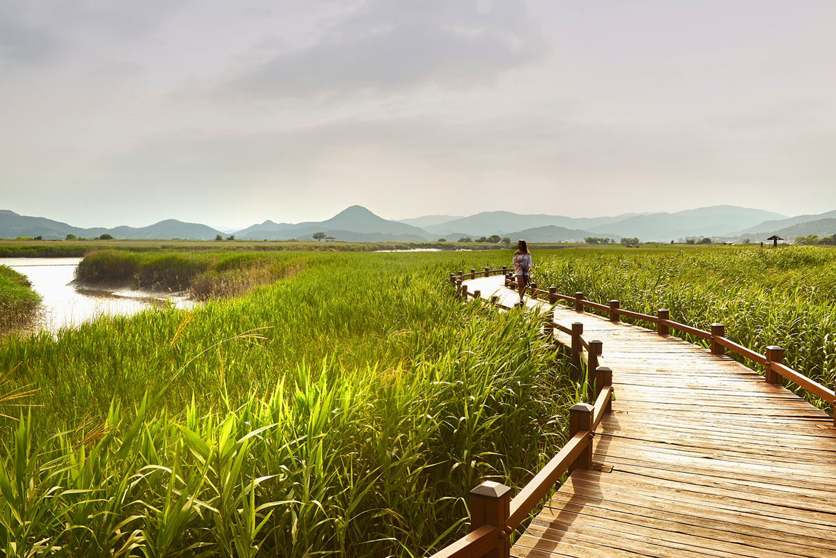“สวนแห่งชาติอ่าวซุนชอนมัน” (Suncheonman Bay National Garden & Wetland Reserve)