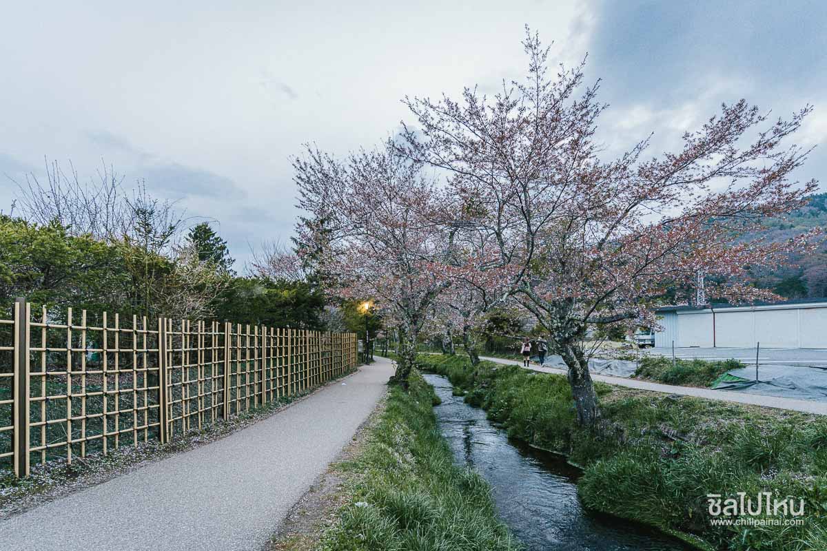 ทริปเที่ยวญี่ปุ่น 5 วัน 3 คืน  เที่ยวคามิโคจิ ชมเทศกาลฟูจิชิบะซากุระ เช็กอินหมู่บ้านน้ำใส
