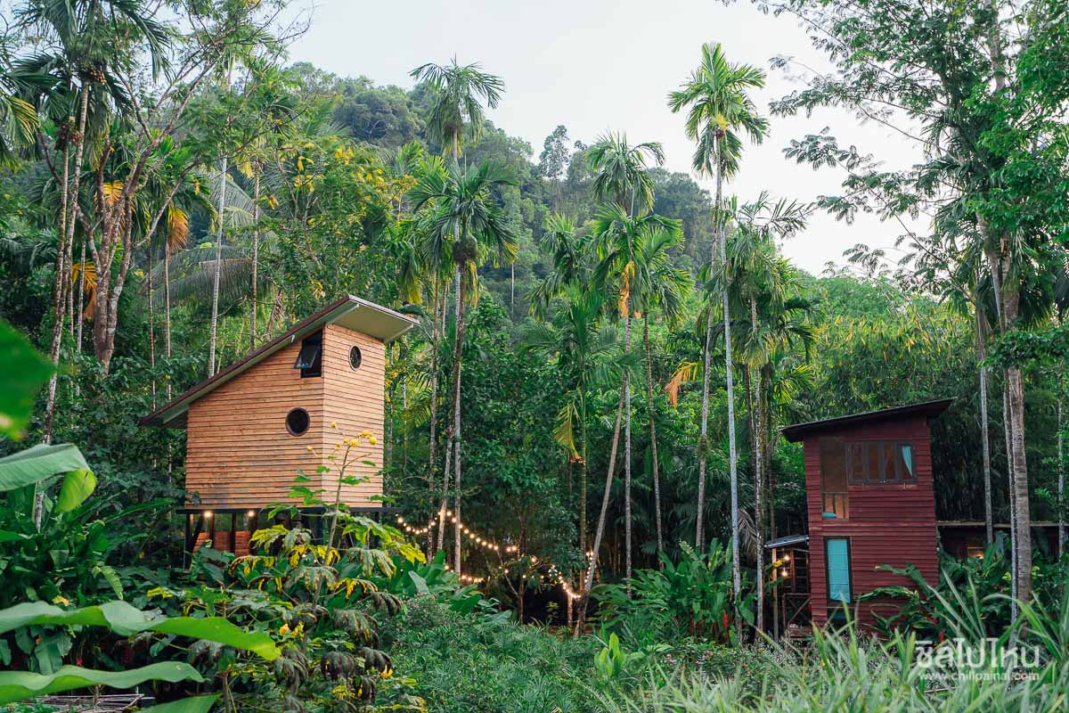 บ้านในหมง@ระนอง บ้านเล็กกลางป่าใหญ่ นอนฟินอิงแอบธรรมชาติ - ชิลไปไหน