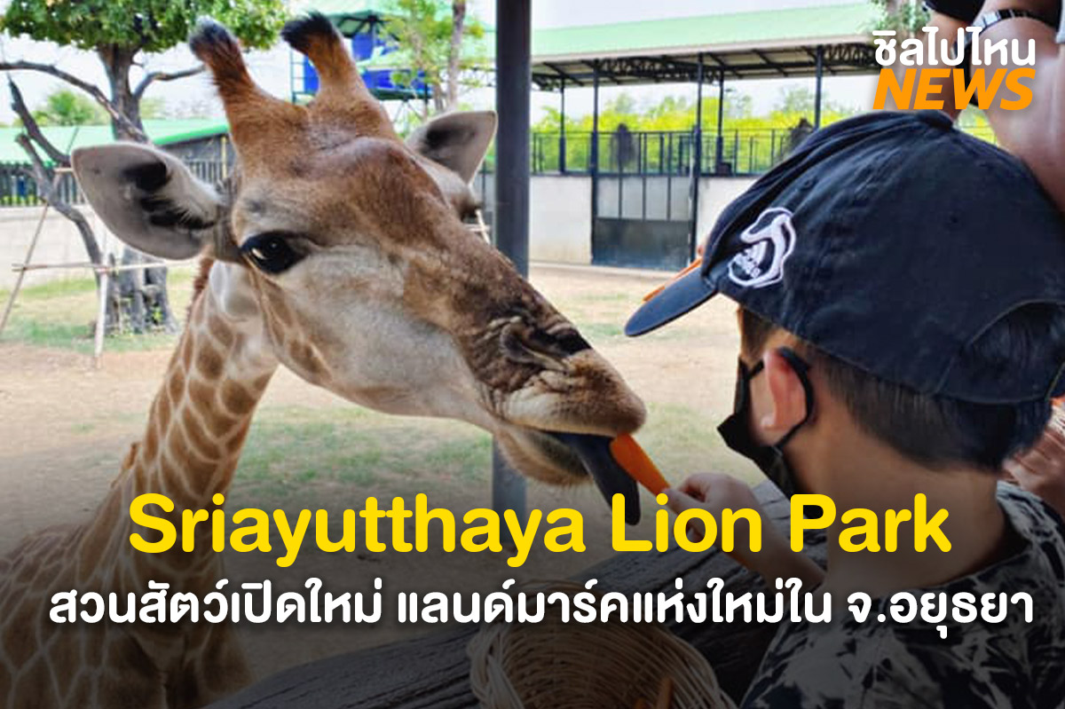 แลนด์มาร์คแห่งใหม่! Sriayutthaya Lion Park สวนสัตว์เปิดใหม่ จ.อยุธยา - ชิลไปไหน