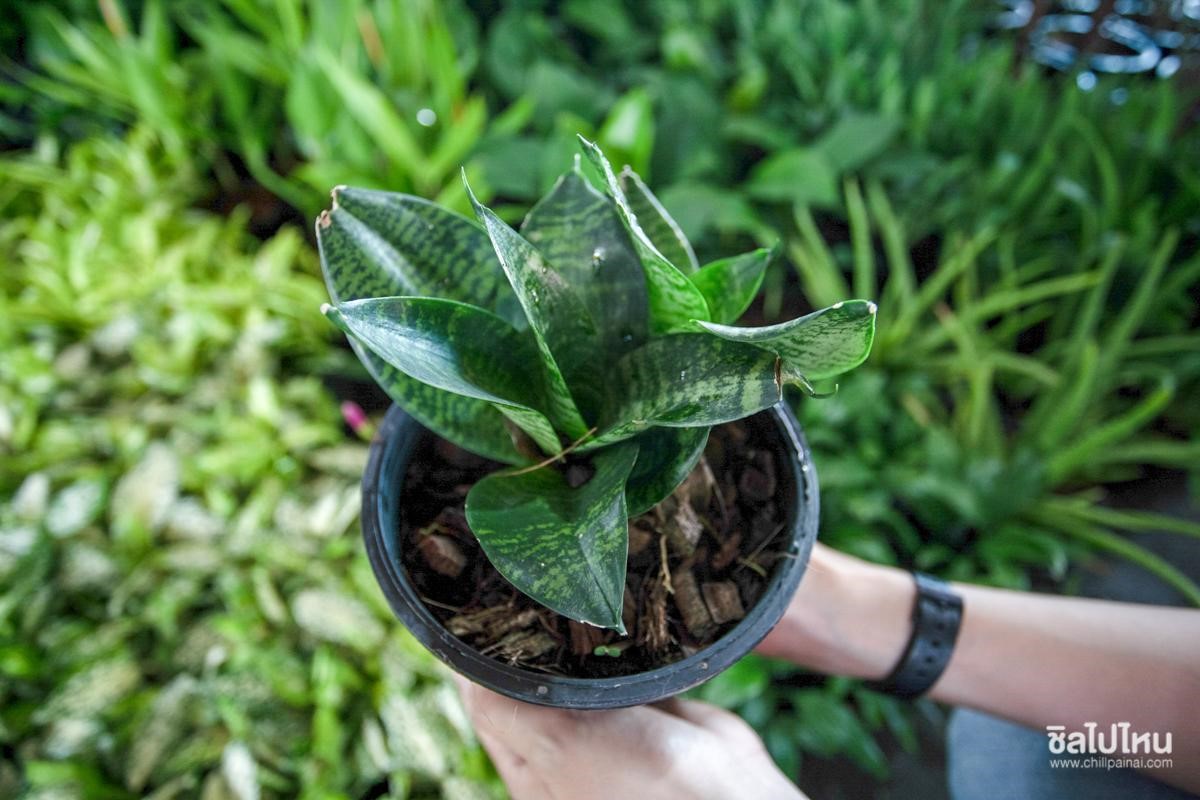 10 พืชที่ปลูกง่าย ปลูกได้ในคอนโด ช่วยฟอกอากาศให้ดูดซับมลพิษ