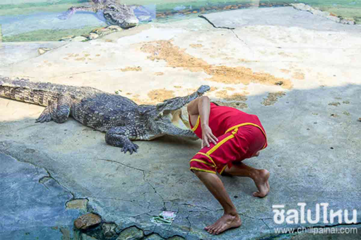 ฟาร์มจระเข้ และสวนสัตว์สมุทรปราการ:(Samut Prakarn Crocodile Farm and Zoo)