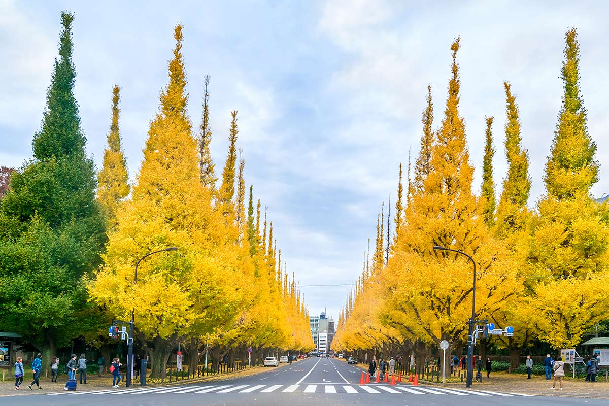 15 ที่เที่ยวชมใบไม้เปลี่ยนสีที่โตเกียว ญี่ปุ่น ที่ต้องบินไปชมช่วงปลายปี