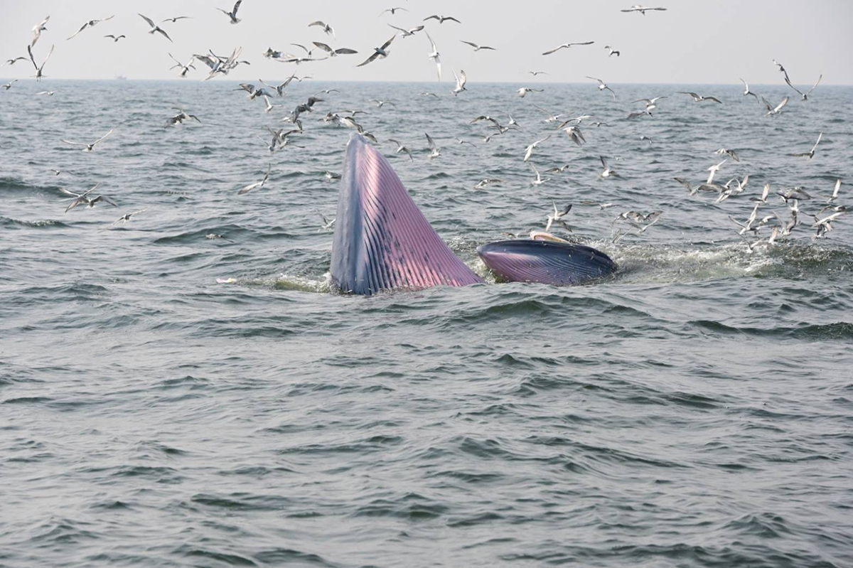 เทศกาลชมวาฬบรูด้า หนึ่งในสัตว์สงวนใกล้สูญพันธุ์