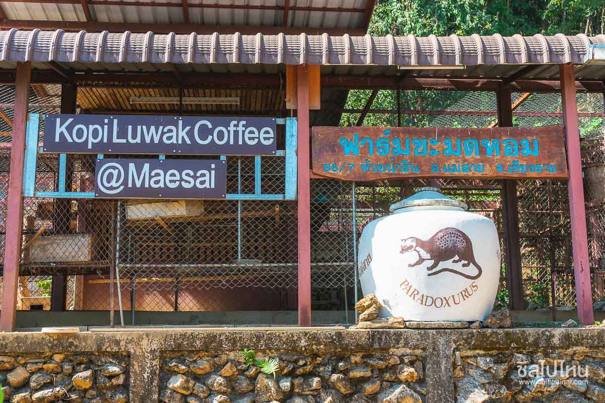  Kopi Luwak Coffee (ฟาร์มชะมดหอม) แม่สาย เชียงราย