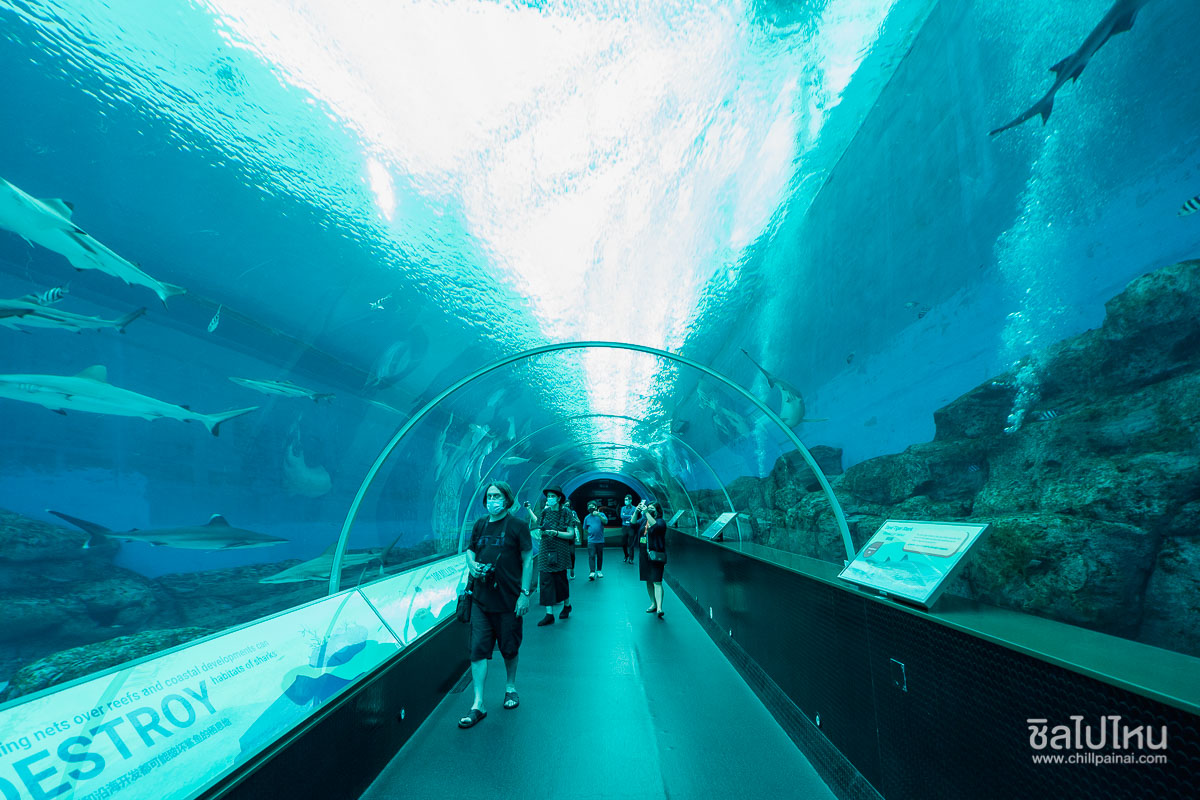 S.E.A.Aquarium - 20 จุดเช็คอินสิงคโปร์