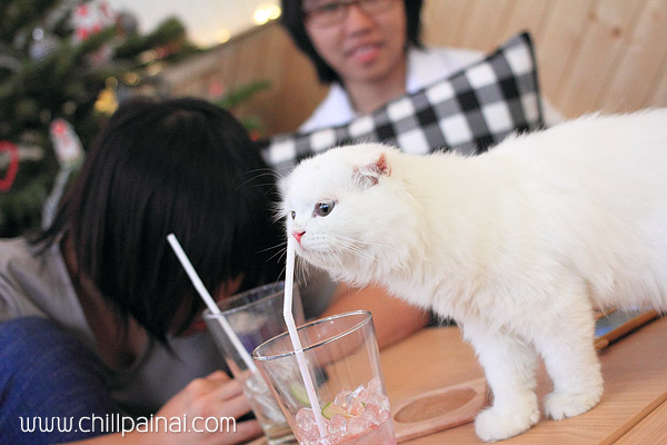 Cataholic Cafe คาเฟ่แมว