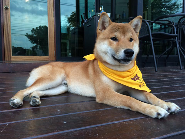 คาเฟ่หมา : 6 คาเฟ่น้องหมาสุดน่ารักในเมืองไทย