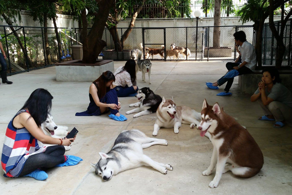 คาเฟ่หมา : 6 คาเฟ่น้องหมาสุดน่ารักในเมืองไทย