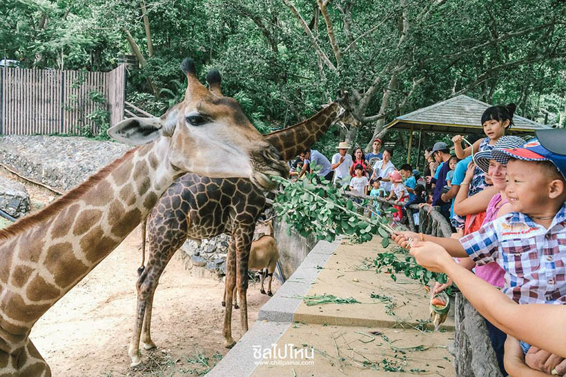 5 ที่เที่ยวสำหรับคนรักสัตว์  สวนสัตว์เปิดเขาเขียว - อ.ศรีราชา จ.ชลบุรี