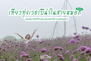 เที่ยวทุ่งเวอร์บีน่าในสายหมอก แลนด์มาร์คที่ห้ามพลาดบนเขาค้อ จ.เพชรบูรณ์