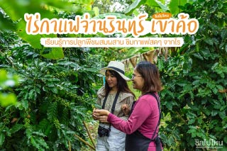 ไร่กาแฟจ่านรินทร์ เขาค้อ เรียนรู้การปลูกพืชผสมผสาน ชิมกาแฟสดๆ จากไร่