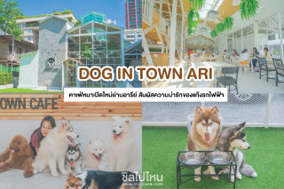 ตะลุยคาเฟ่หมา Dog in town ย่านอารีย์