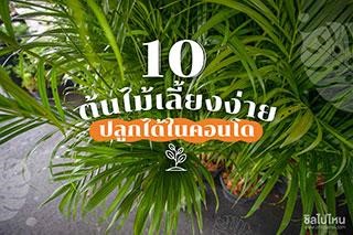 10 ต้นไม้เลี้ยงง่ายปลูกได้ในคอนโด ช่วยฟอกอากาศดูดซับมลพิษ
