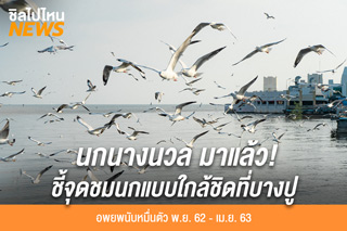 นกนางนวลมาแล้ว! ชี้จุดชมนกใกล้ชิดที่บางปู อพยพกลุ่มใหญ่นับหมื่นตัว ช่วงเดือน พ.ย. 62 - เม.ย 63