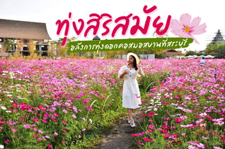 ทุ่งสิริสมัย อลังการทุ่งดอกคอสมอสบานที่สระบุรี