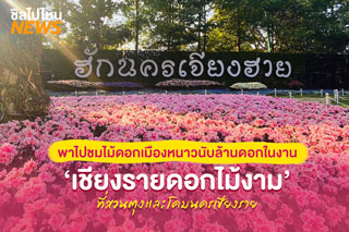 พาไปชมไม้ดอกเมืองหนาวนับล้านดอกในงาน ‘เชียงรายดอกไม้งาม’ ที่สวนตุงและโคมนครเชียงราย