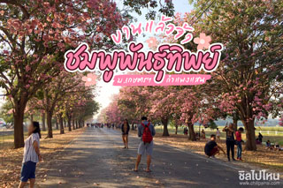 ชมพูพันธุ์ทิพย์ ม.เกษตรฯ กำแพงแสน บานแล้วจ้า