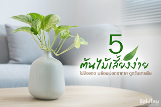 5 ต้นไม้เลี้ยงง่าย ไม่ง้อแดด พร้อมฟอกอากาศ ดูดซับสารพิษ