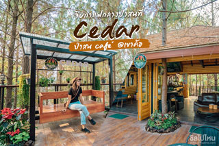 จิบกาแฟกลางป่าสนที่ Cedar ป่าสน cafe' at เขาค้อ