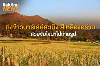 ทุ่งข้าวบาร์เล่ย์สีเหลืองอร่ามทั่วทุ่ง ศูนย์วิจัยข้าวสะเมิง จ.เชียงใหม่ สวยจับใจ น่าไปถ่ายรูป
