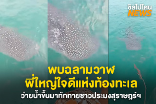 พบฉลามวาฬพี่ใหญ่ใจดีแห่งท้องทะเล ว่ายน้ำขึ้นมาทักทายชาวประมงสุราษฏร์ฯ (มีคลิป)