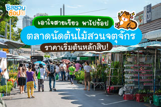 เอาใจสายเขียว พาไปช้อปตลาดนัดต้นไม้สวนจตุจักร อ-พฤ. ราคาเริ่มต้นหลักสิบ!