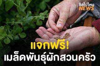 แจกฟรี! เมล็ดพันธุ์ผักสวนครัว จำนวน 200,000 ชุด โดยกรมส่งเสริมการเกษตร