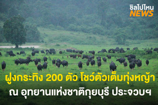 ภาพหาชมยาก! กระทิงกว่า 200 ตัว โชว์ตัวเต็มทุ่งหญ้า ที่อุทยานแห่งชาติกุยบุรี จ.ประจวบคีรีขันธ์