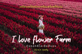 ทุ่งดอกซีโลเซียหลากสีบานสะพรั่งแล้ว ที่สวนดอกไม้แม่ริม I love flower Farm พร้อมเปิดให้เข้าชม 31 ตุลาคม 63